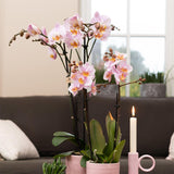Kolibri Home | Glazed bloempot - Roze keramieken sierpot met glans - Ø6cm - plantforyou.nl