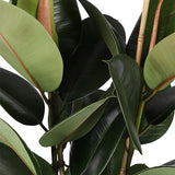 Ficus Elastica Robusta - Ø21cm - ↕90cm in Albury NATURAL mand - plantforyou.nl