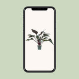 Philodendron Red Beauty - Ø27cm - ↕60cm - plantforyou.nl