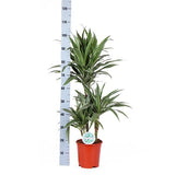 Dracaena Warneckii Ø21cm - ↕65cm in Vibes BLUE pot - plantforyou.nl