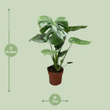 Monstera Deliciosa Bush - Ø17cm - ↕55cm - plantforyou.nl
