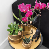 Kolibri Company | Gift set Hotel Chic| Plantenset met paarse Phalaenopsis Orchidee en Succulenten incl. keramieken sierpotten - plantforyou.nl