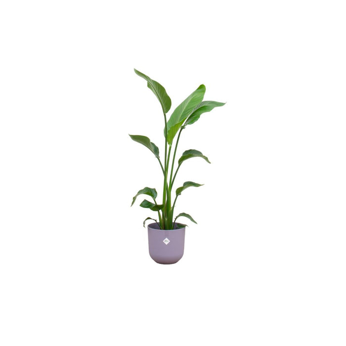 Combi deal - Strelitzia Nicolai inclusief elho Jazz Round lila Ø23 - 130 cm - plantforyou.nl