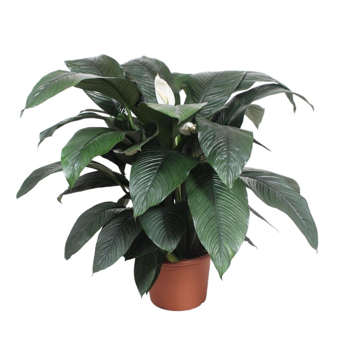 Spathiphyllum Sensation - 140 cm - ø45 - plantforyou.nl