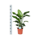Strelitzia Nicolai - Ø21cm - ↕80cm - plantforyou.nl