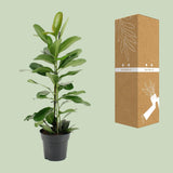 Ficus Microcarpa Smile® - Ø17cm - ↕70cm - plantforyou.nl