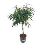 Ficus Mahori / Alii Gevlochten - Ø27cm - ↕110cm - plantforyou.nl