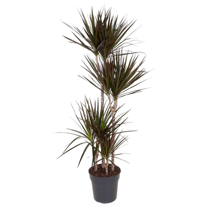 Dracaena Magenta - 150 cm - ø27 - plantforyou.nl
