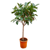 Ficus Elastica  Robusta op stam - 210cm - ø40 - plantforyou.nl