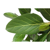 Ficus Benghalensis op stam - 140 cm - ø30 - plantforyou.nl