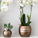 Kolibri Orchids | Plantenset Home Hub grey small | Groene planten met witte Phalaenopsis orchidee in koperkleurige sierpotten en zwart dienblad - plantforyou.nl