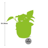 Epipremnum Pinnatum ‘Golden Pothos’ in ELHO Vibes Fold 14cm roze - plantforyou.nl