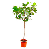 Ficus Lyrata boom XXXL - 300cm - ø55 - plantforyou.nl
