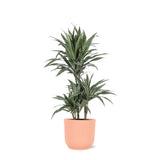 Dracaena Warneckii Ø21cm - ↕65cm in Vibes ROZE pot - plantforyou.nl