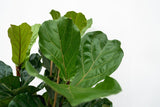 Ficus Lyrata struik XL - 230cm - ø40 - plantforyou.nl