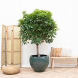Schefflera op stam - 210cm - ø45 - plantforyou.nl