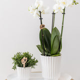 Kolibri Home | Retro witte bloempot - witte keramieken sierpot - Ø6cm - plantforyou.nl