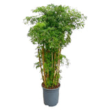 Polyscias Ming vertakt - 140 cm - ⌀27 - plantforyou.nl