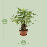 Philodendron Xanadu Op Stam - Ø22cm - ↕50cm - plantforyou.nl