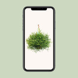 Rhipsalis Heteroclada (Coral Cactus) ↑ 40 cm - plantforyou.nl