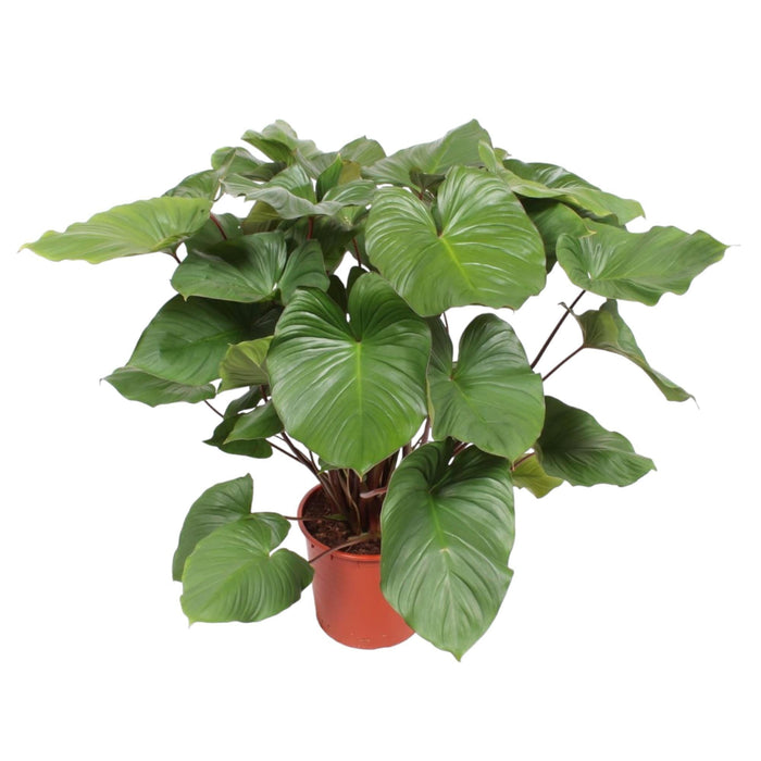 Homalomena Rubescens Maggy - 140 cm - ø34 - plantforyou.nl