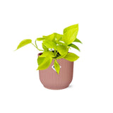 Epipremnum Pinnatum ‘Golden Pothos’ in ELHO Vibes Fold 14cm roze - plantforyou.nl