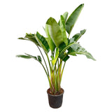 Strelitzia Augusta multi stam - 200cm - ø30 - plantforyou.nl