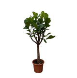 Ficus Lyrata boom XXL - 210 cm - ø40 - plantforyou.nl