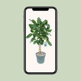 Ficus Altissima - Ø27cm - ↕110cm - plantforyou.nl
