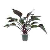 Philodendron Red Beauty - Ø27cm - ↕60cm - plantforyou.nl