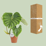 Philodendron Plowmanii - Ø15cm - ↕50cm - plantforyou.nl