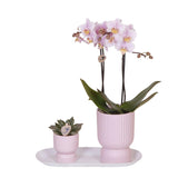 Kolibri Orchids | Plantenset Floral Blush pink small| Groene planten met Phalaenopsis orchidee in Floral Blush pink sierpotten en wit dienblad - plantforyou.nl