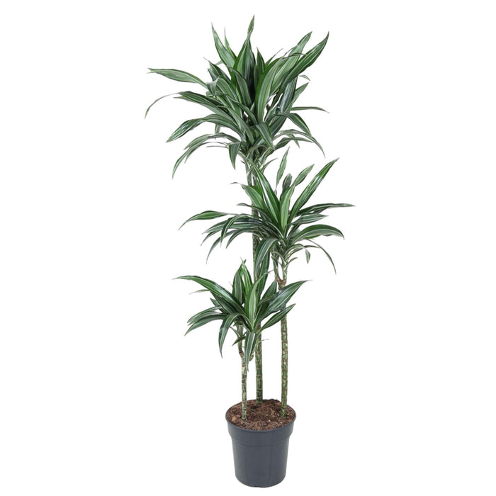 Dracaena Ulises - 150 cm - ø24 - plantforyou.nl