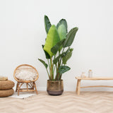Strelitzia Augusta multi stam - 200cm - ø30 - plantforyou.nl