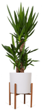 Yucca (Palmlelie) (L) - plantforyou.nl