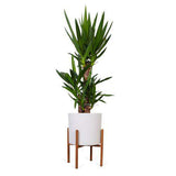 Yucca (Palmlelie) (L) - plantforyou.nl