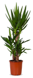Yucca (Palmlelie) (L) - plantforyou.nl